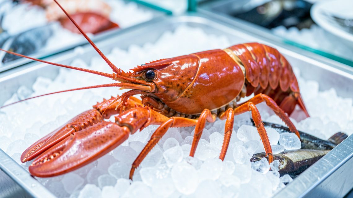 Langouste fraîche entière à la carapace brillante, présentée sur un lit de glace dans une ambiance lumineuse de poissonnerie gastronomique.