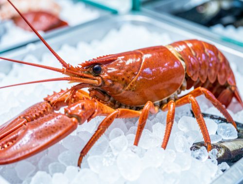 Langouste fraîche entière à la carapace brillante, présentée sur un lit de glace dans une ambiance lumineuse de poissonnerie gastronomique.